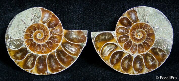 Inch Split Ammonite Pair #2664
